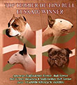 Winner TOP TERRIER TIPO BULL EUSKADI 2017